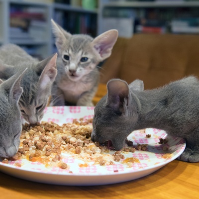 Kleine Orientalische Katzen, die von einem Teller fressen