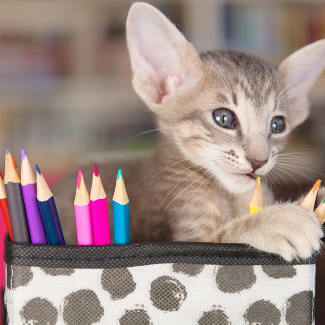A grey Oriental Shorthair playing with pencils