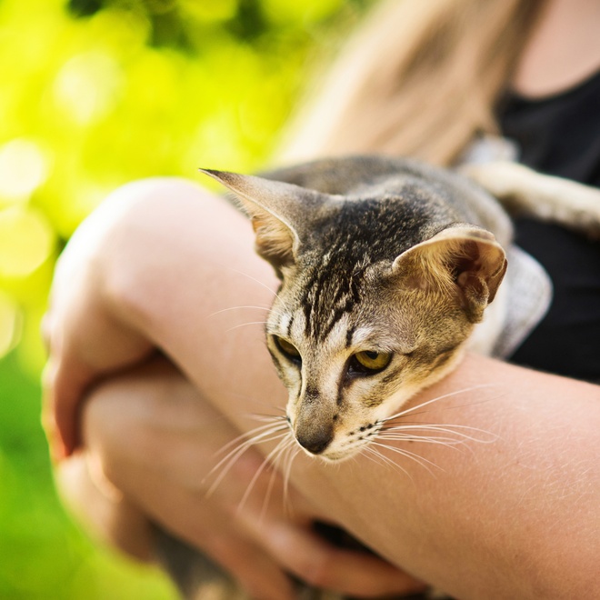 An oriental shorthair in the arms of his owner