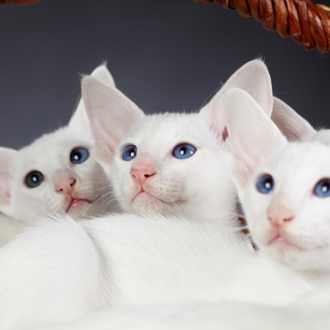 Three white kittens together