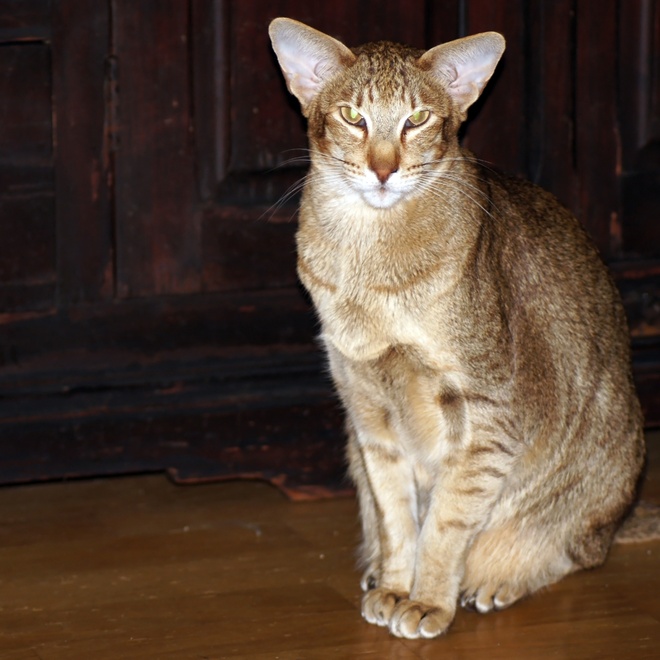 A grey striped Oriental shorthair