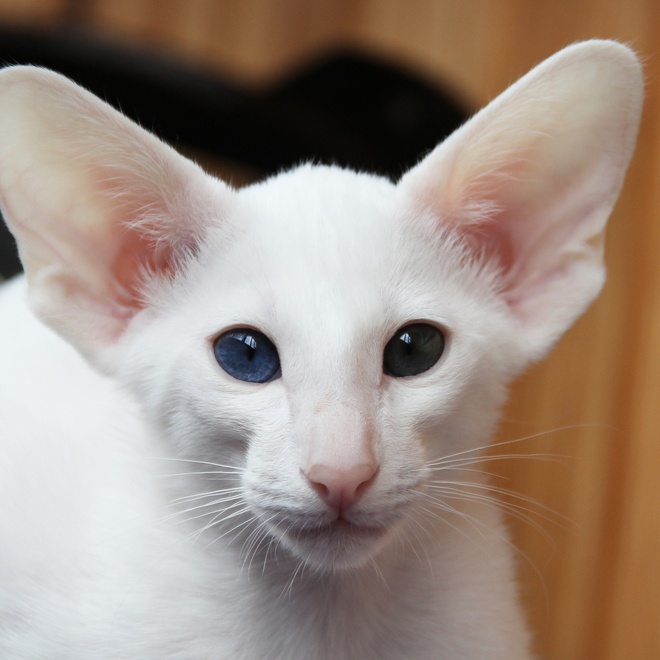 A portrait of a beautiful white Oriental-Shorthair
