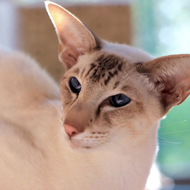 A white Oriental-shorthair with blue eyes