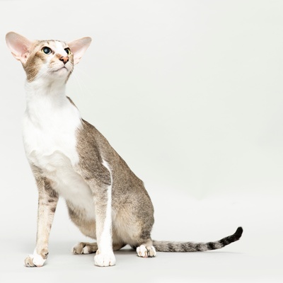 Porträt einer Orientalischen Katze mit weiß-grauem Mantel