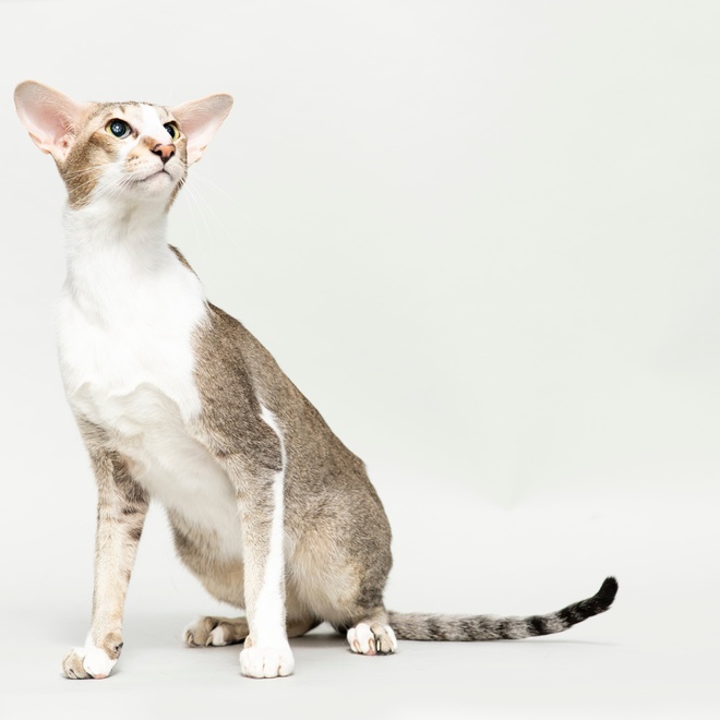 A portrait of a white and grey Oriental-Shorthair