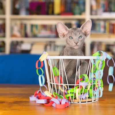 Eine graue Orientalische Katze, die mit Spielzeug spielt