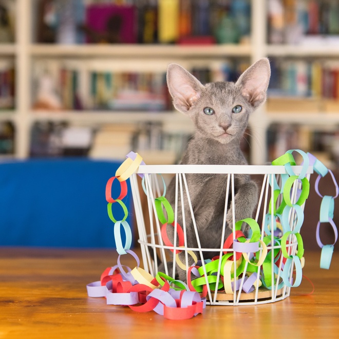 A grey Oriental-shorthair with toys