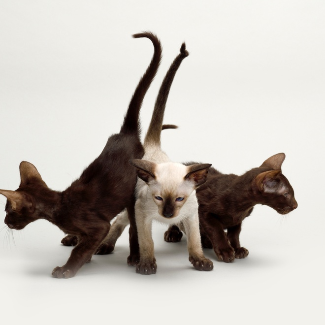 Three Oriental-Shorthairs together