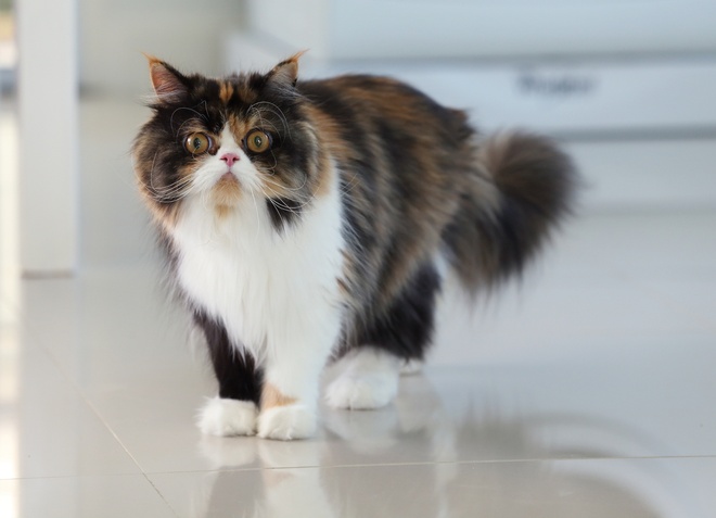 Eine stehende Perserkatze