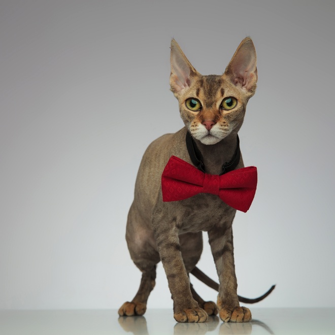 un peterbald avec un noeud papillon rouge