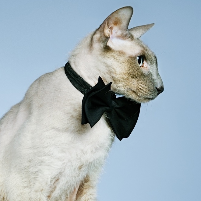 un peterbald avec un noeud papillon
