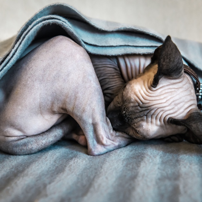 un peterbald sous une couverture