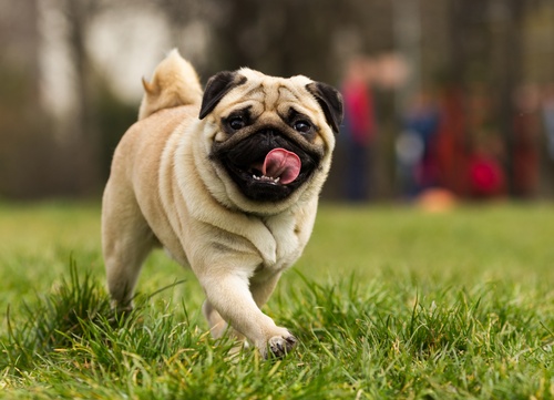 A happy Pug running in the grass