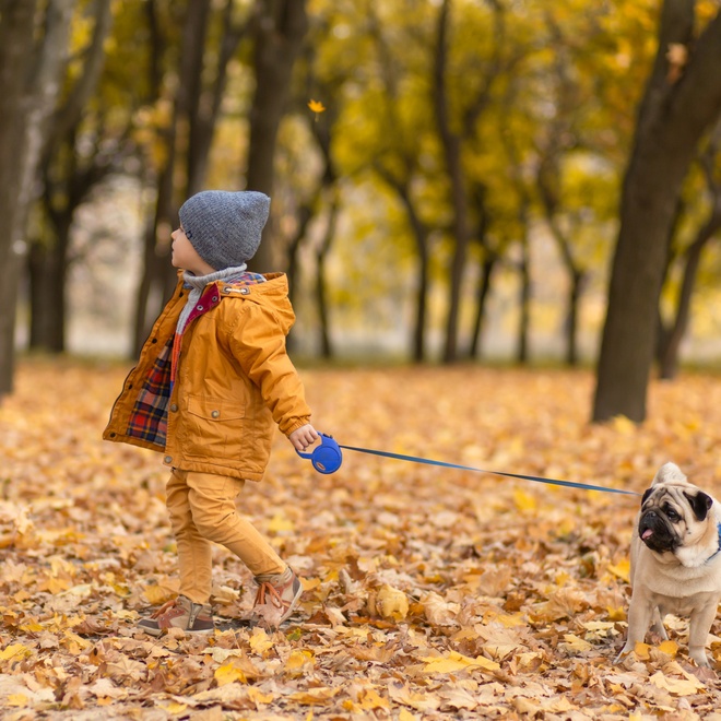 Un carlin se promenant dans les bois avec un enfant