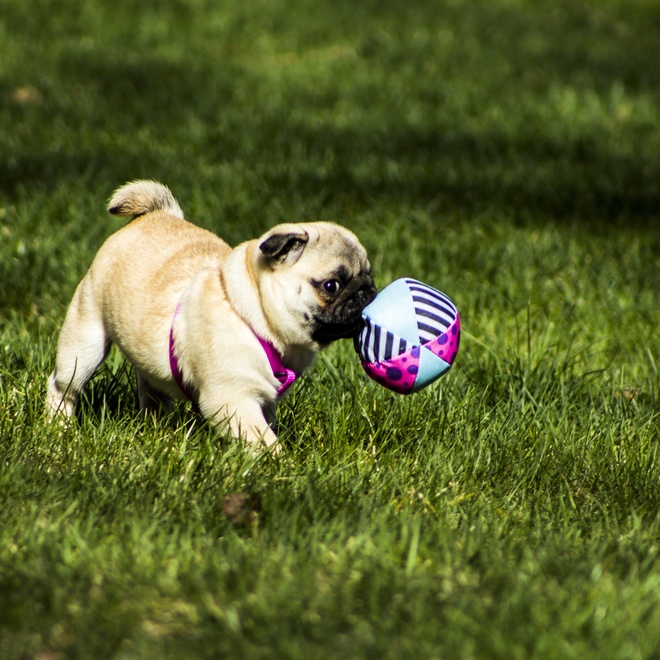 Un carlin avec une balle dans la bouche marchant dans l'herbe