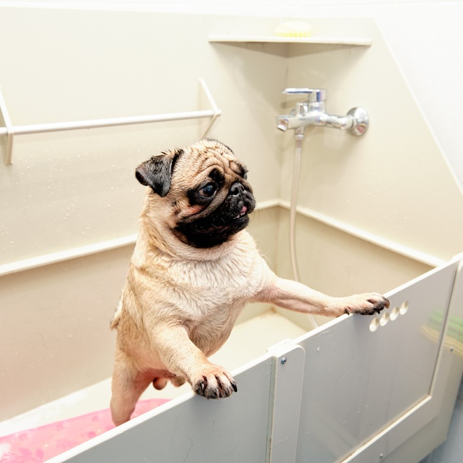 Un carlin dans un bain