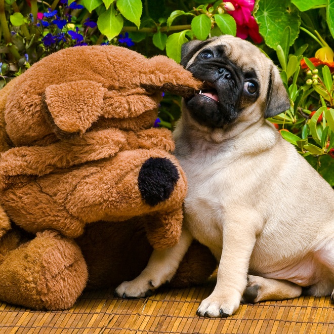 Un carlin avec une peluche