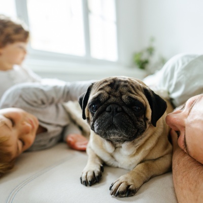 A Pug sleeping with his human family