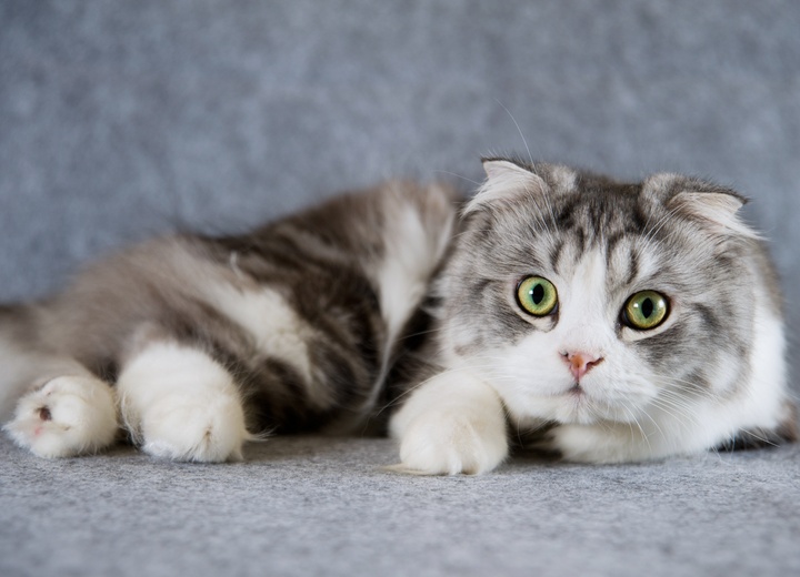 An elongated Scottish Fold elongated
