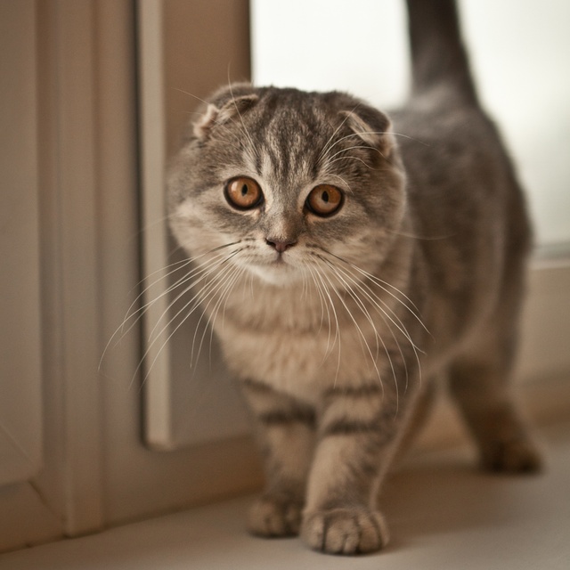 A grey striped Scottish Fold