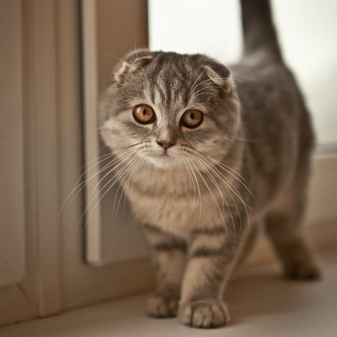 A grey striped Scottish Fold