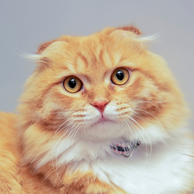 A Portrait of a beautiful red and white Scottish Fold