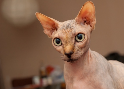 Portrait of a Sphynx with big yellow eyes