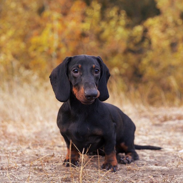 A black and brown Dachshund sitting on dry grass