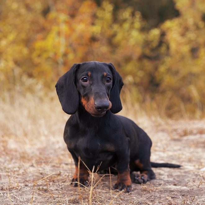 A black and brown Dachshund sitting on dry grass