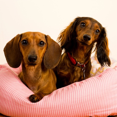 Two Dachshunds lying in a pink basket