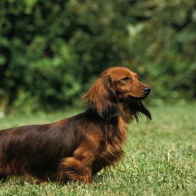 A long-haired Dachshund looking into the distance