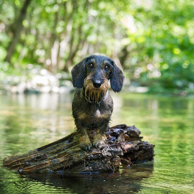 A Wire-haired Dachshund on a trunk in the water