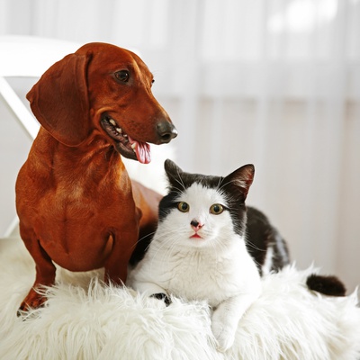 A Dachshund and a cat sitting next to each other
