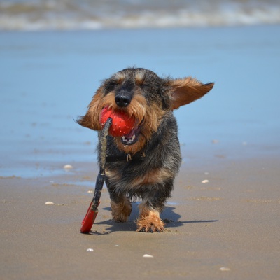 A Wire-haired Dachshund with a ball