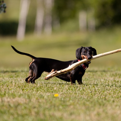 A Dachshund with a stick