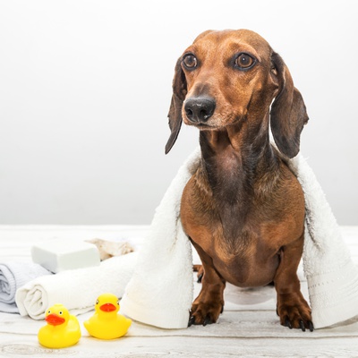 A wet Dachshund with a towel on his back