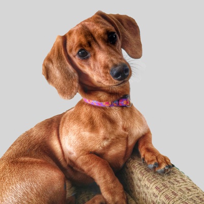 A Dachshund sitting on a chair back