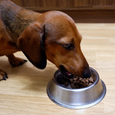A dachshund eating kibble from a bowl