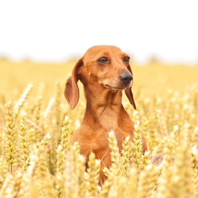 Portrait of a Dachshund in a wheat field