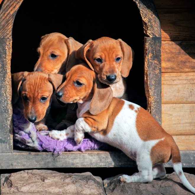 Four Dachshunds in a kennel