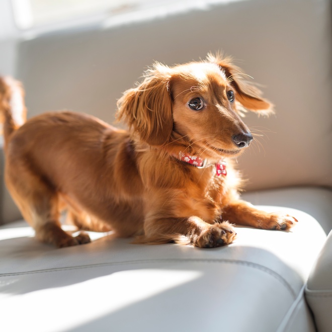 A long-haired Dachshund on a sofa