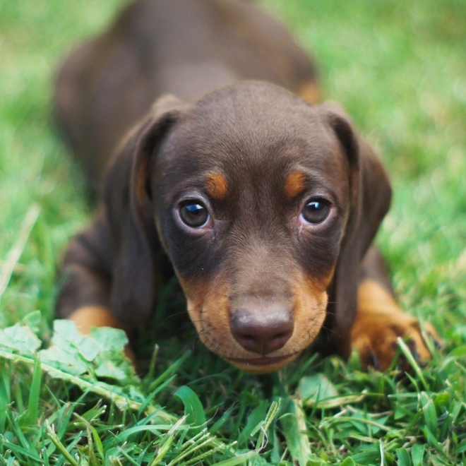 A Dachshund puppy in the grass