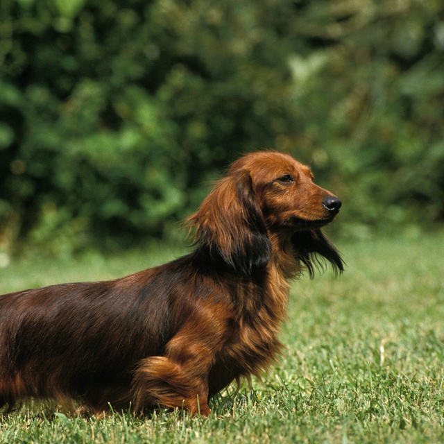 A long-haired Dachshund looking into the distance