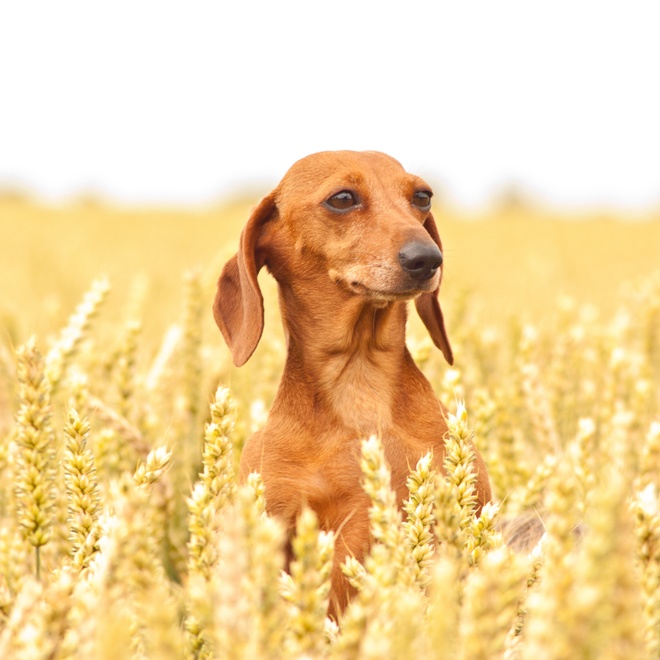 Portrait of a Dachshund in a wheat field