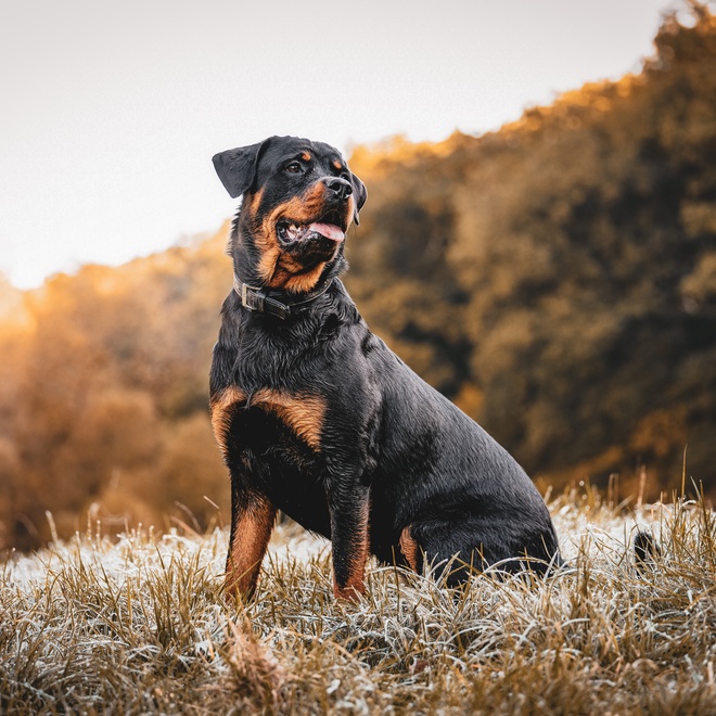 A black and tan Rottweiler sitting on dry grass