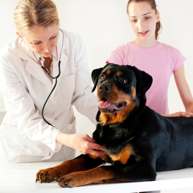 A Rottweiler lying next to a vet and his owner