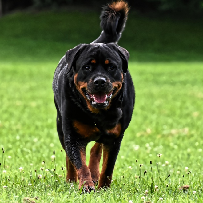 A Rottweiler walking through the grass