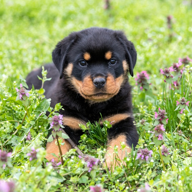 A Rottweiler puppy lying in the grass
