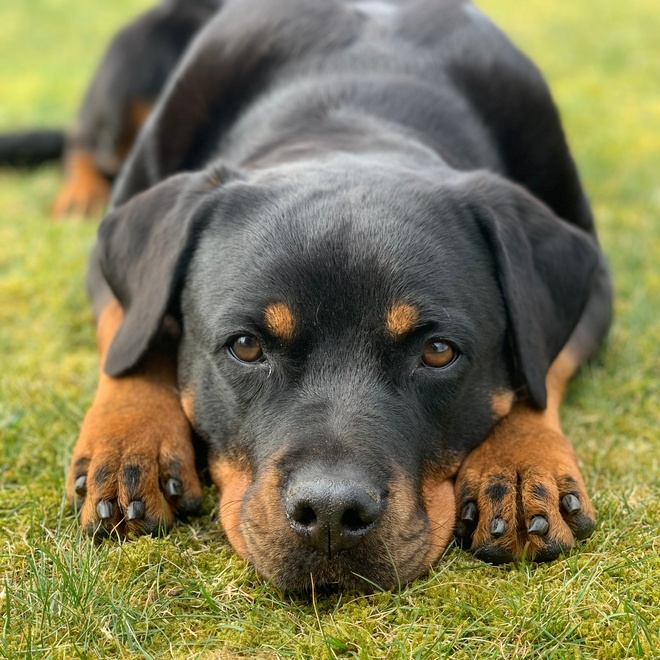 A Rottweiler with its head between its two legs stretched out