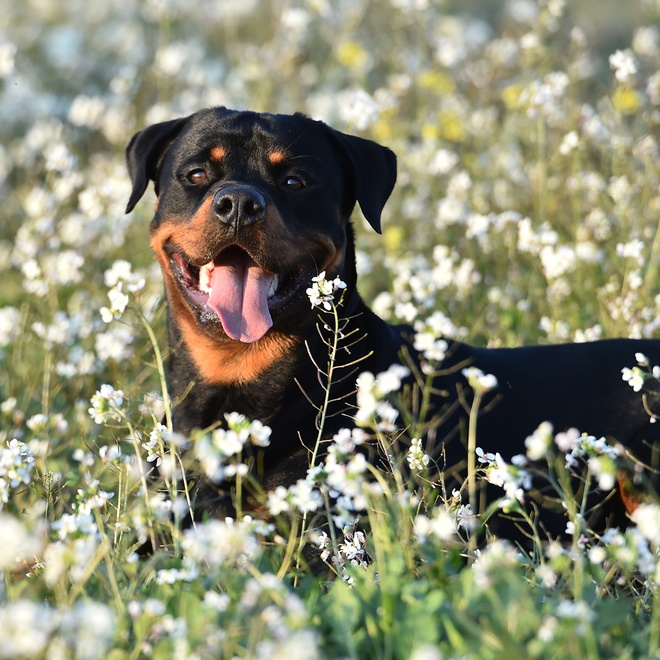 A Rottweiler surrounded by white flowers sticks out his tongue